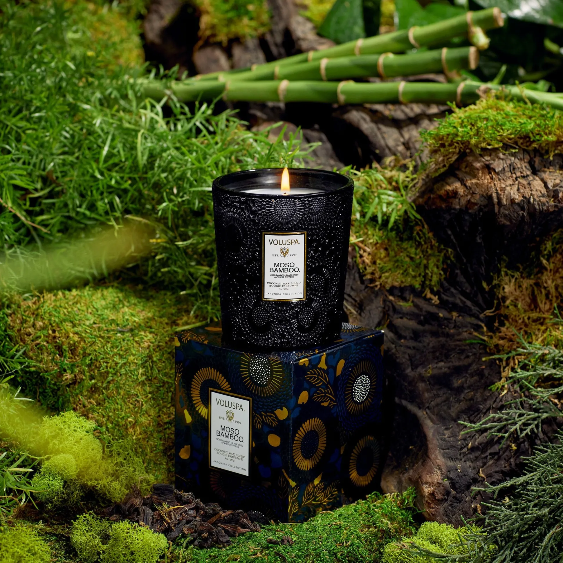 Moso Bamboo